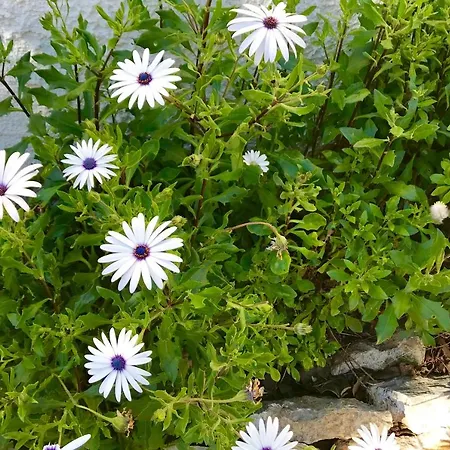 Villa Meddays Can Philip